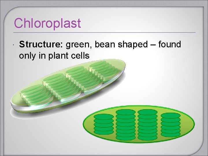 Chloroplast Structure: green, bean shaped – found only in plant cells 