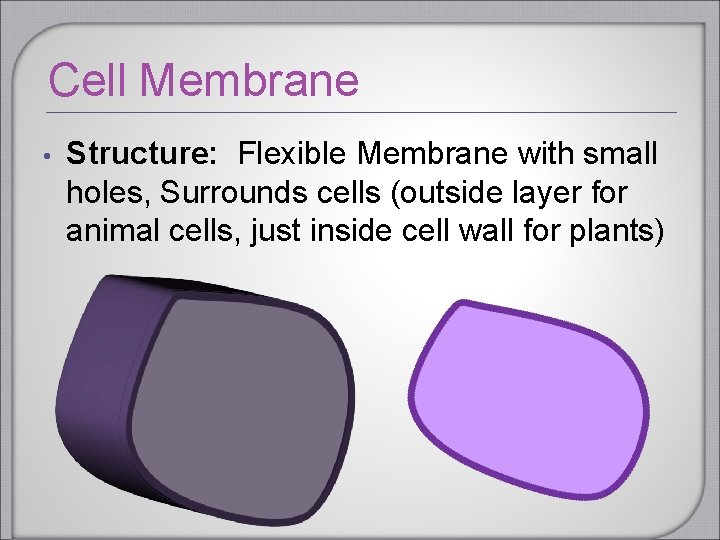 Cell Membrane • Structure: Flexible Membrane with small holes, Surrounds cells (outside layer for