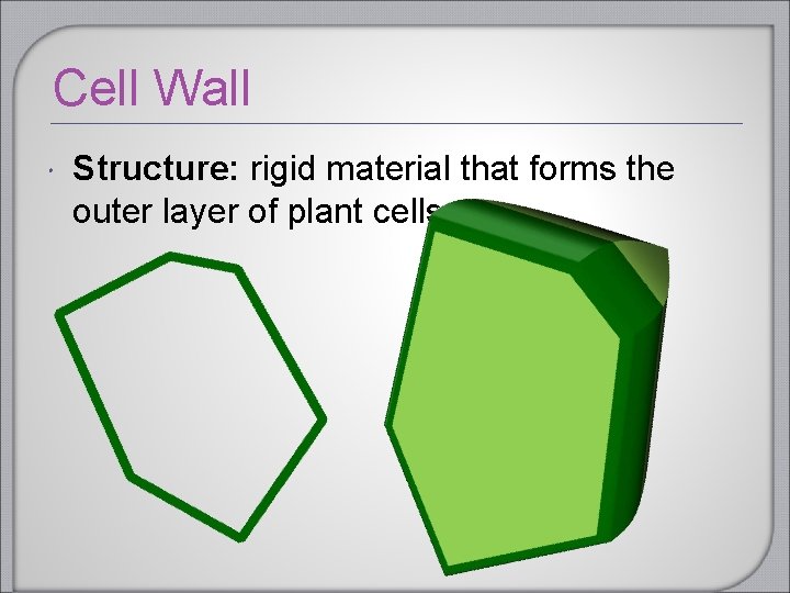 Cell Wall Structure: rigid material that forms the outer layer of plant cells. 