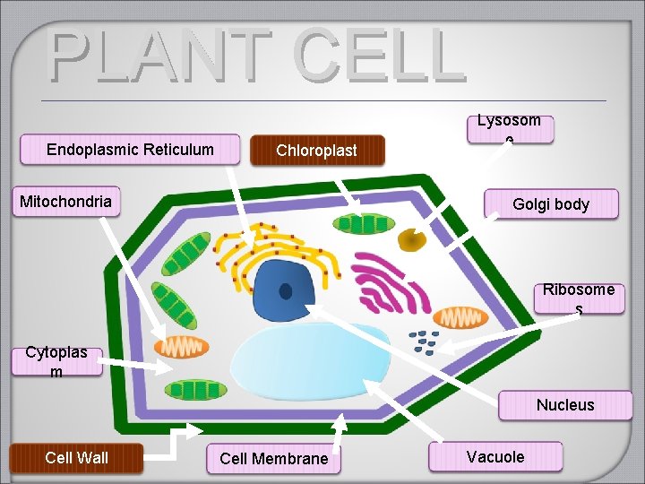 PLANT CELL Endoplasmic Reticulum Chloroplast Mitochondria Lysosom e Golgi body Ribosome s Cytoplas m