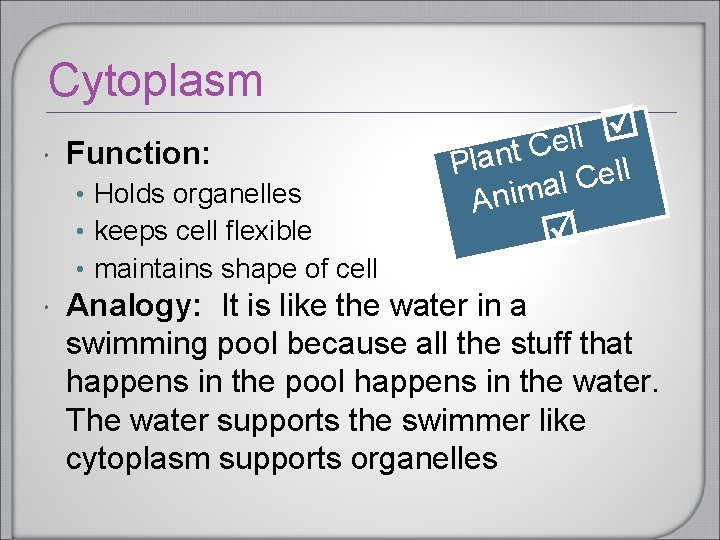 Cytoplasm Function: • Holds organelles • keeps cell flexible • maintains shape of cell