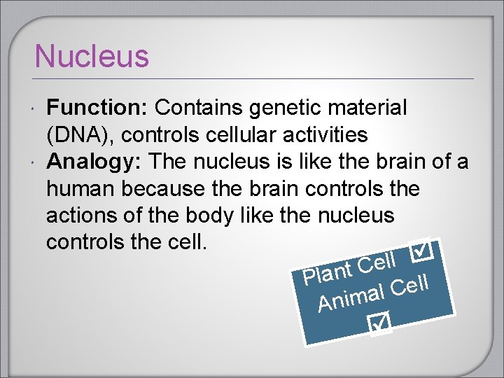 Nucleus Function: Contains genetic material (DNA), controls cellular activities Analogy: The nucleus is like
