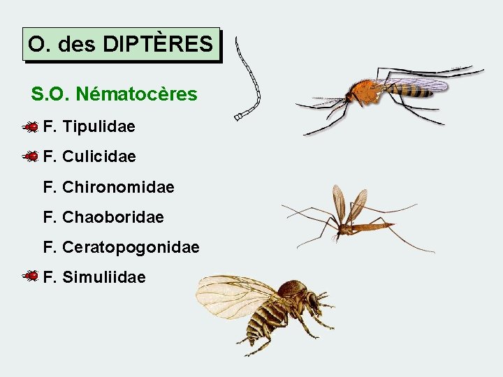 O. des DIPTÈRES S. O. Nématocères F. Tipulidae F. Culicidae F. Chironomidae F. Chaoboridae