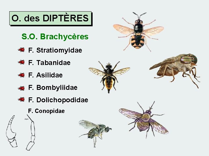 O. des DIPTÈRES S. O. Brachycères F. Stratiomyidae F. Tabanidae F. Asilidae F. Bombyliidae
