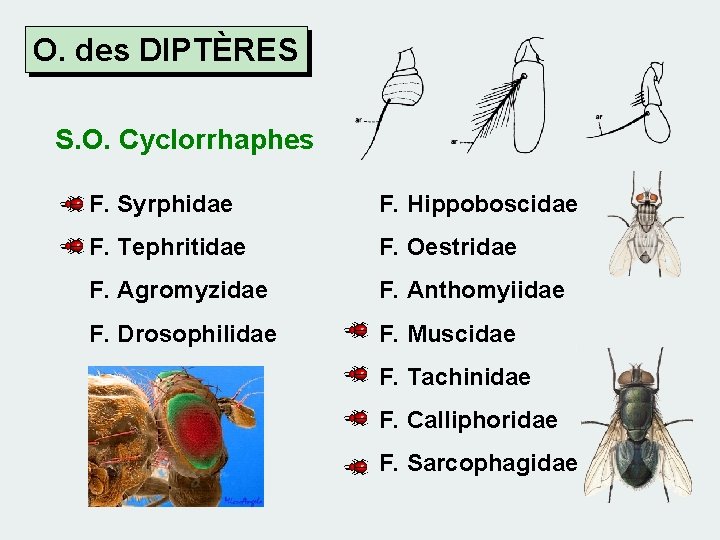 O. des DIPTÈRES S. O. Cyclorrhaphes F. Syrphidae F. Hippoboscidae F. Tephritidae F. Oestridae