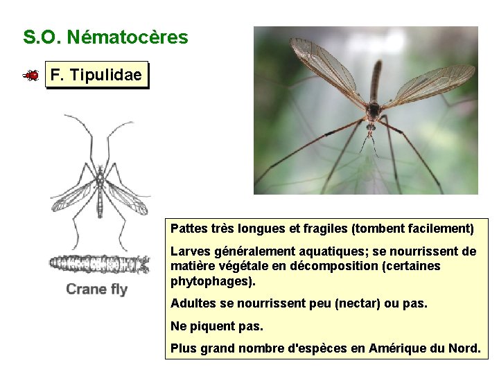 S. O. Nématocères F. Tipulidae Pattes très longues et fragiles (tombent facilement) Larves généralement