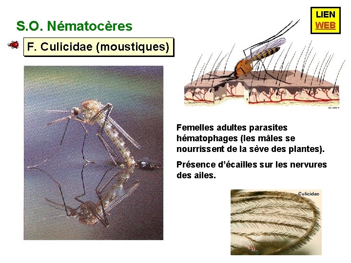 S. O. Nématocères LIEN WEB F. Culicidae (moustiques) Femelles adultes parasites hématophages (les mâles