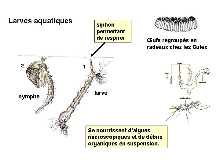 Larves aquatiques nymphe siphon permettant de respirer Œufs regroupés en radeaux chez les Culex