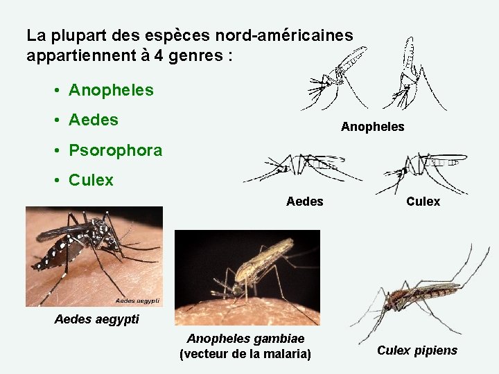 La plupart des espèces nord-américaines appartiennent à 4 genres : • Anopheles • Aedes