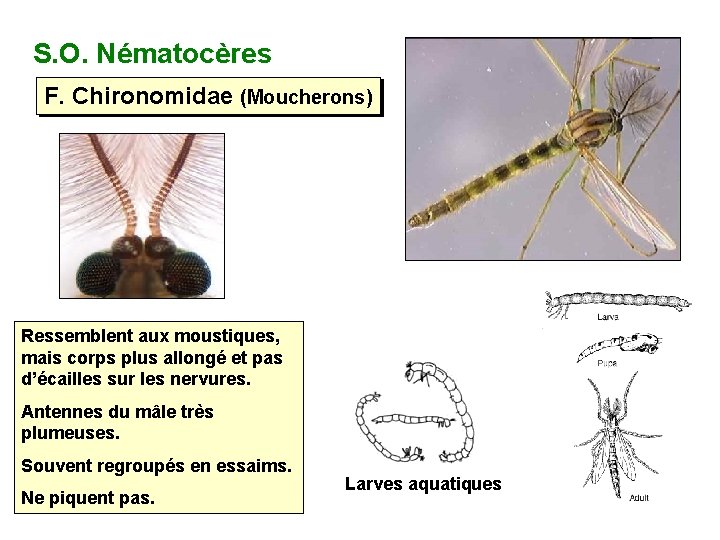 S. O. Nématocères F. Chironomidae (Moucherons) Ressemblent aux moustiques, mais corps plus allongé et
