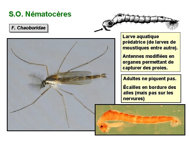 S. O. Nématocères F. Chaoboridae Larve aquatique prédatrice (de larves de moustiques entre autre).