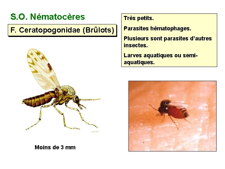 S. O. Nématocères Très petits. F. Ceratopogonidae (Brûlots) Parasites hématophages. Plusieurs sont parasites d’autres