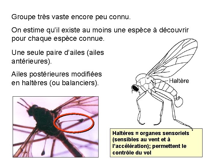 Groupe très vaste encore peu connu. On estime qu’il existe au moins une espèce