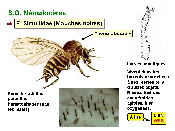 S. O. Nématocères F. Simuliidae (Mouches noires) Thorax « bossu » Larves aquatiques Femelles
