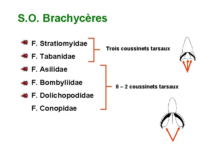 S. O. Brachycères F. Stratiomyidae Trois coussinets tarsaux F. Tabanidae F. Asilidae F. Bombyliidae