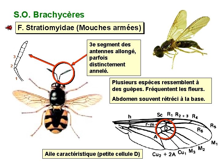 S. O. Brachycères F. Stratiomyidae (Mouches armées) 3 2 1 3 e segment des