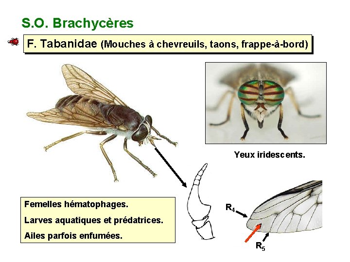 S. O. Brachycères F. Tabanidae (Mouches à chevreuils, taons, frappe-à-bord) Yeux iridescents. Femelles hématophages.