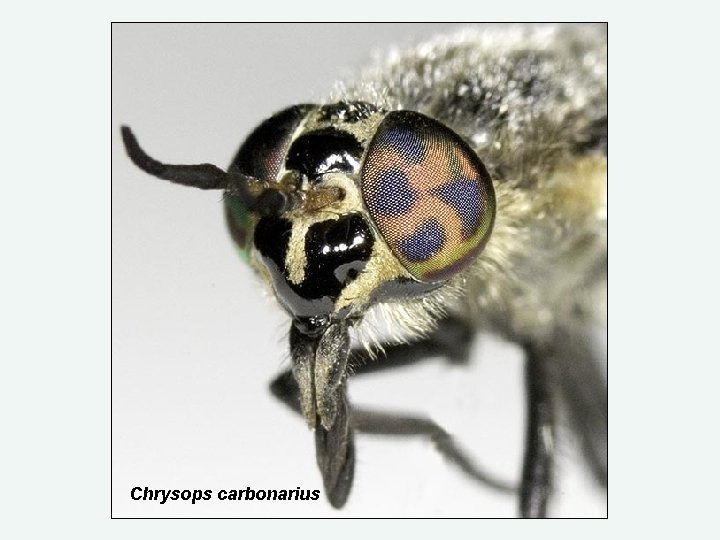 Chrysops carbonarius 