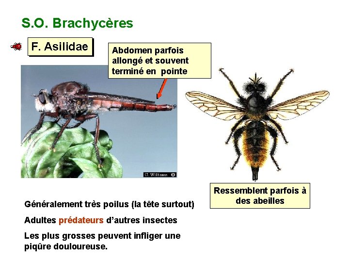 S. O. Brachycères F. Asilidae Abdomen parfois allongé et souvent terminé en pointe Généralement