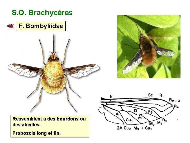 S. O. Brachycères F. Bombyliidae Ressemblent à des bourdons ou des abeilles. Proboscis long