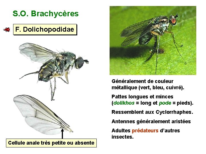 S. O. Brachycères F. Dolichopodidae Généralement de couleur métallique (vert, bleu, cuivré). Pattes longues