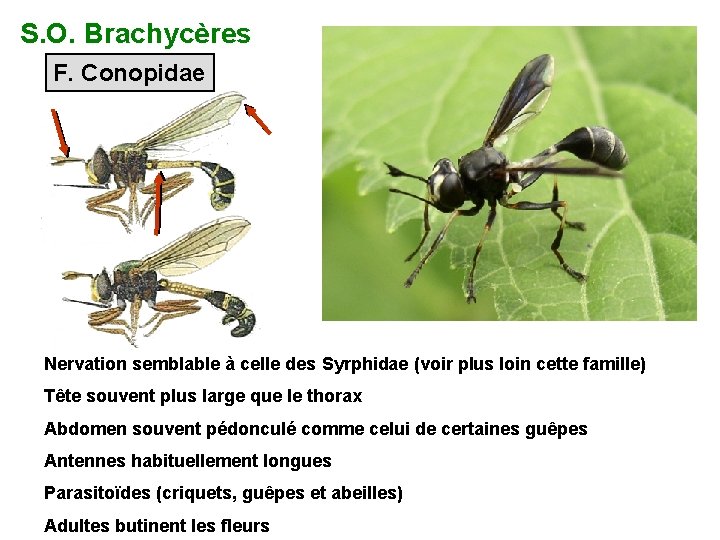 S. O. Brachycères F. Conopidae Nervation semblable à celle des Syrphidae (voir plus loin