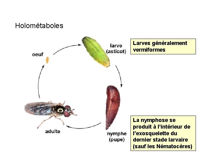 Holométaboles Larves généralement vermiformes La nymphose se produit à l’intérieur de l’exosquelette du dernier