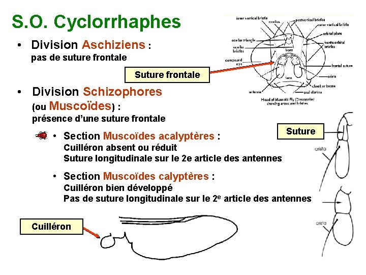 S. O. Cyclorrhaphes • Division Aschiziens : pas de suture frontale • Suture frontale