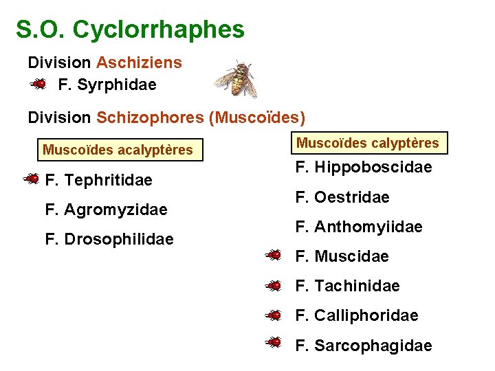 S. O. Cyclorrhaphes Division Aschiziens F. Syrphidae Division Schizophores (Muscoïdes) Muscoïdes acalyptères F. Tephritidae