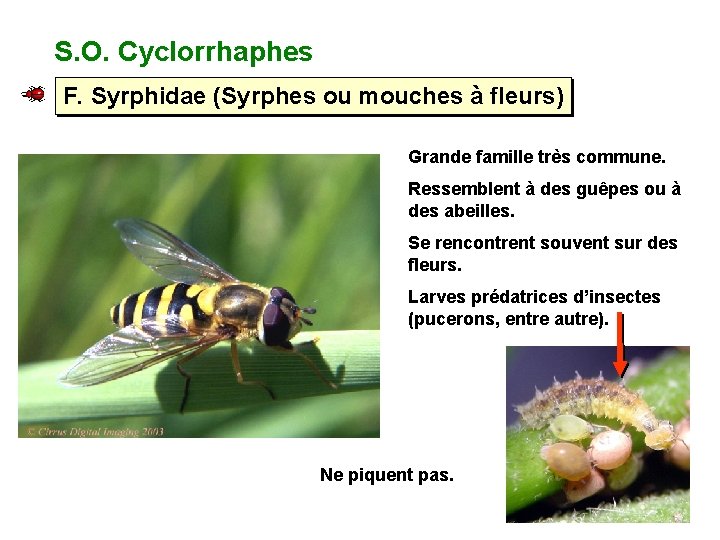 S. O. Cyclorrhaphes F. Syrphidae (Syrphes ou mouches à fleurs) Grande famille très commune.