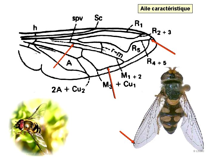 Aile caractéristique 