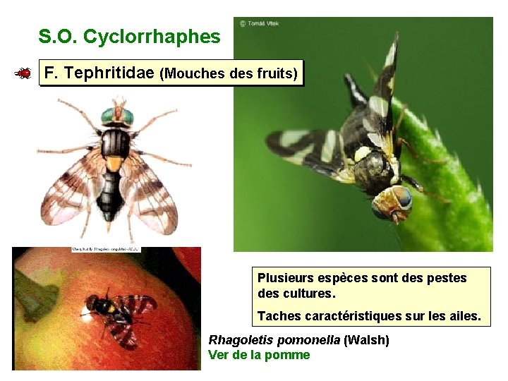 S. O. Cyclorrhaphes F. Tephritidae (Mouches des fruits) Plusieurs espèces sont des pestes des
