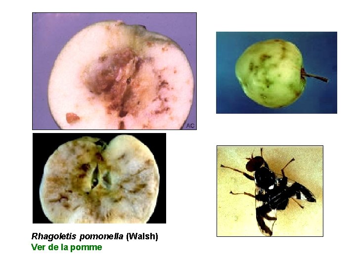 Rhagoletis pomonella (Walsh) Ver de la pomme 