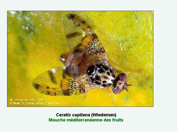 Ceratis capitana (Wiedeman) Mouche méditerranéenne des fruits 