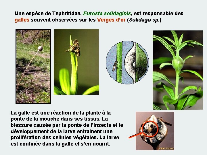 Une espèce de Tephritidae, Eurosta solidaginis, est responsable des galles souvent observées sur les