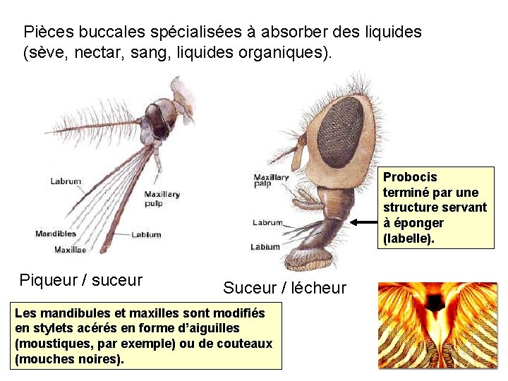 Pièces buccales spécialisées à absorber des liquides (sève, nectar, sang, liquides organiques). Probocis terminé