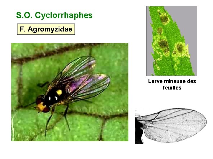S. O. Cyclorrhaphes F. Agromyzidae Larve mineuse des feuilles 