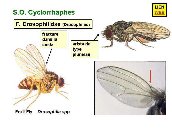 S. O. Cyclorrhaphes F. Drosophilidae (Drosophiles) fracture dans la costa arista de type plumeau