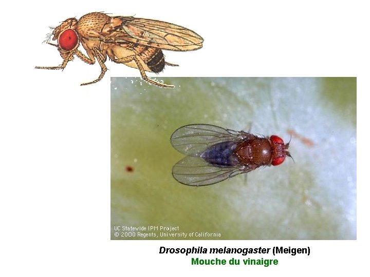 Drosophila melanogaster (Meigen) Mouche du vinaigre 