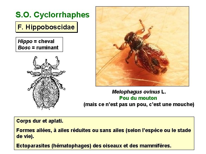 S. O. Cyclorrhaphes F. Hippoboscidae Hippo = cheval Bosc = ruminant Melophagus ovinus L.