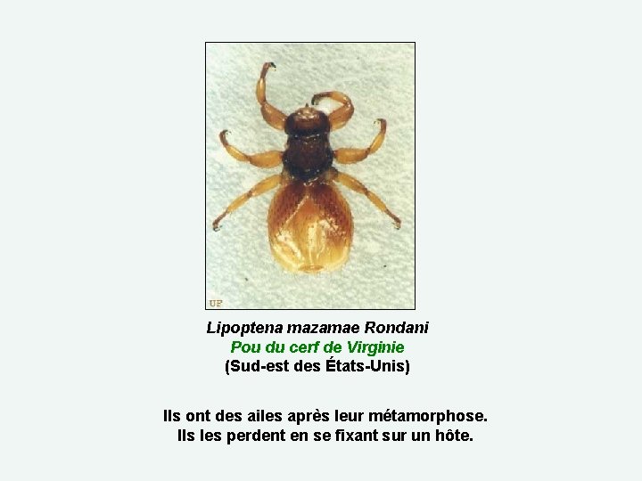 Lipoptena mazamae Rondani Pou du cerf de Virginie (Sud-est des États-Unis) Ils ont des