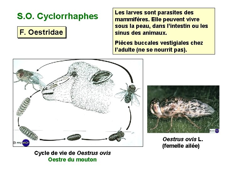 S. O. Cyclorrhaphes F. Oestridae Les larves sont parasites des mammifères. Elle peuvent vivre