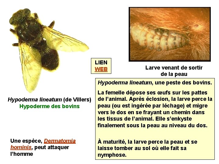 LIEN WEB Larve venant de sortir de la peau Hypoderma lineatum, une peste des