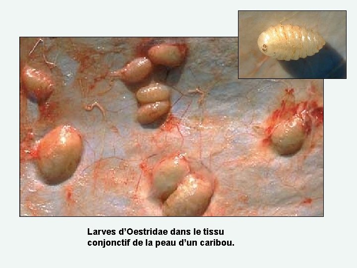 Larves d’Oestridae dans le tissu conjonctif de la peau d’un caribou. 