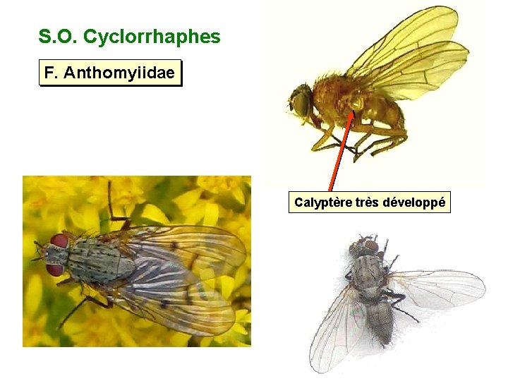 S. O. Cyclorrhaphes F. Anthomyiidae Calyptère très développé 