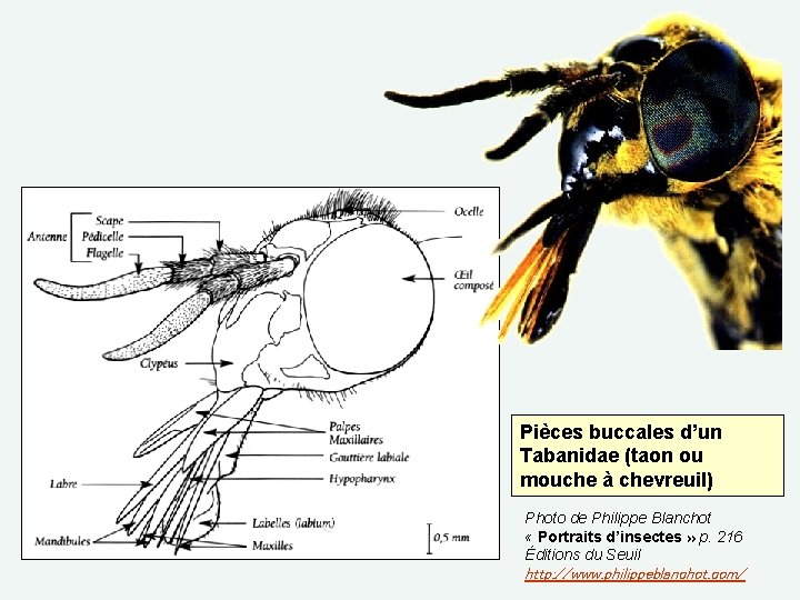 Pièces buccales d’un Tabanidae (taon ou mouche à chevreuil) Photo de Philippe Blanchot «