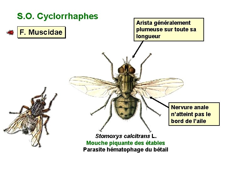 S. O. Cyclorrhaphes F. Muscidae Arista généralement plumeuse sur toute sa longueur Nervure anale