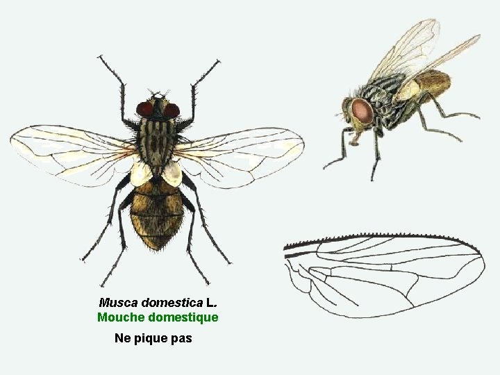 Musca domestica L. Mouche domestique Ne pique pas 