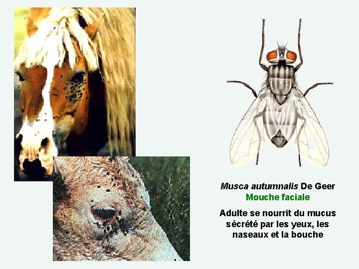Musca autumnalis De Geer Mouche faciale Adulte se nourrit du mucus sécrété par les