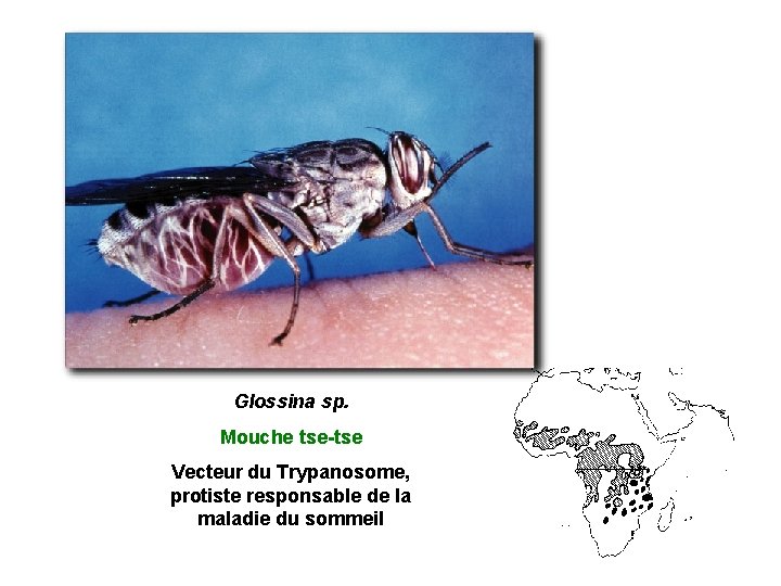 Glossina sp. Mouche tse-tse Vecteur du Trypanosome, protiste responsable de la maladie du sommeil